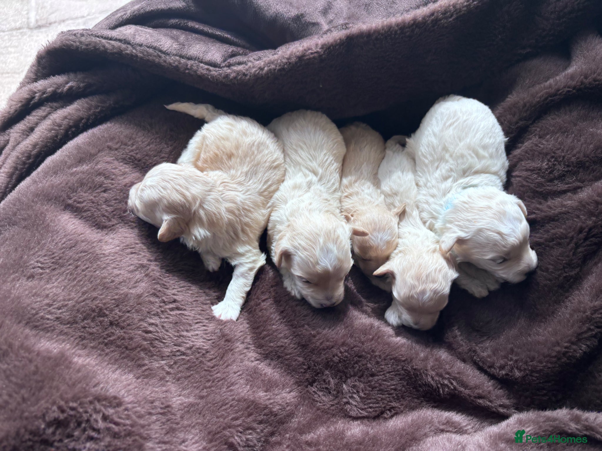 Maltipoo dogs for sale: Outstanding Health tested F1 maltipoo - Advert 2