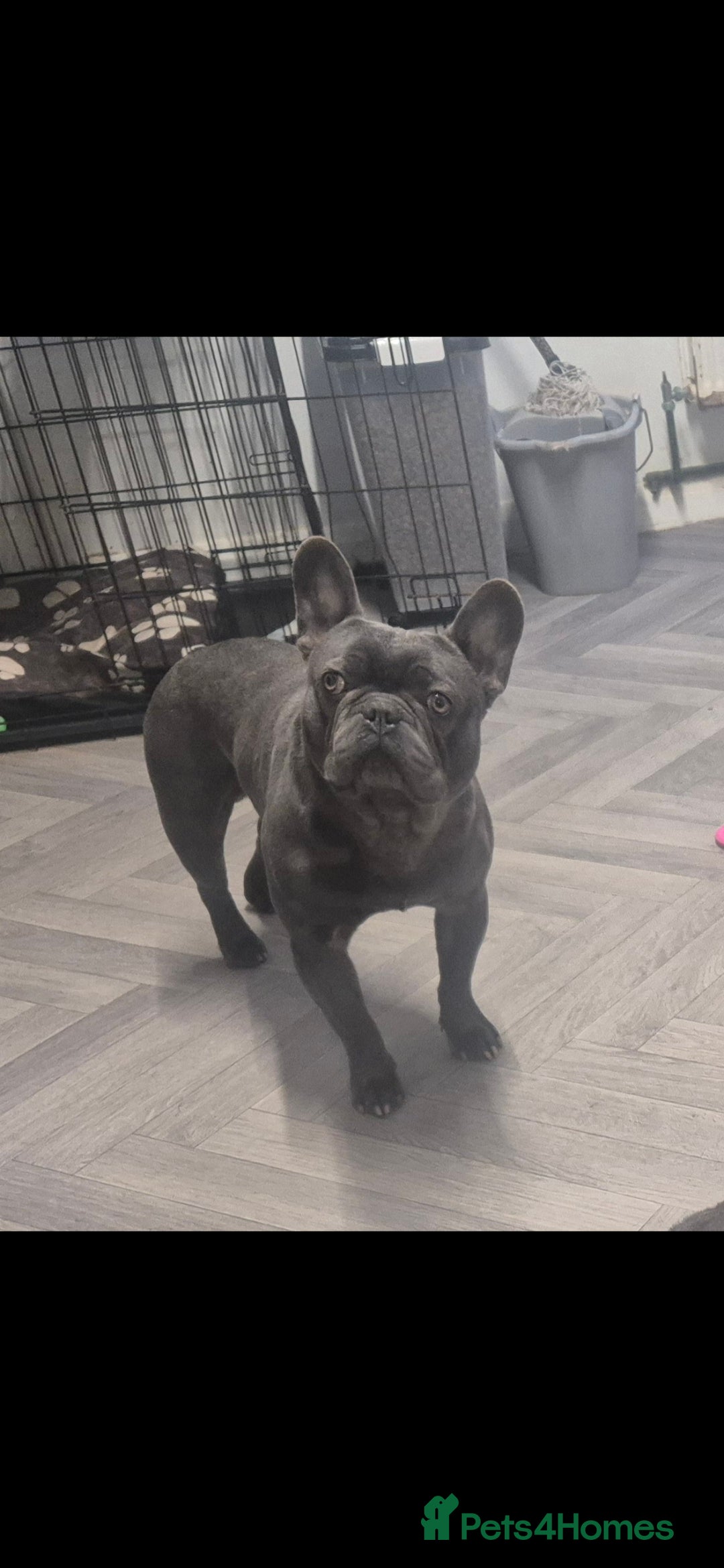 French Bulldog dogs for sale:  REDUCED ! 2 blue french bulldog boys for sale. - Advert 12