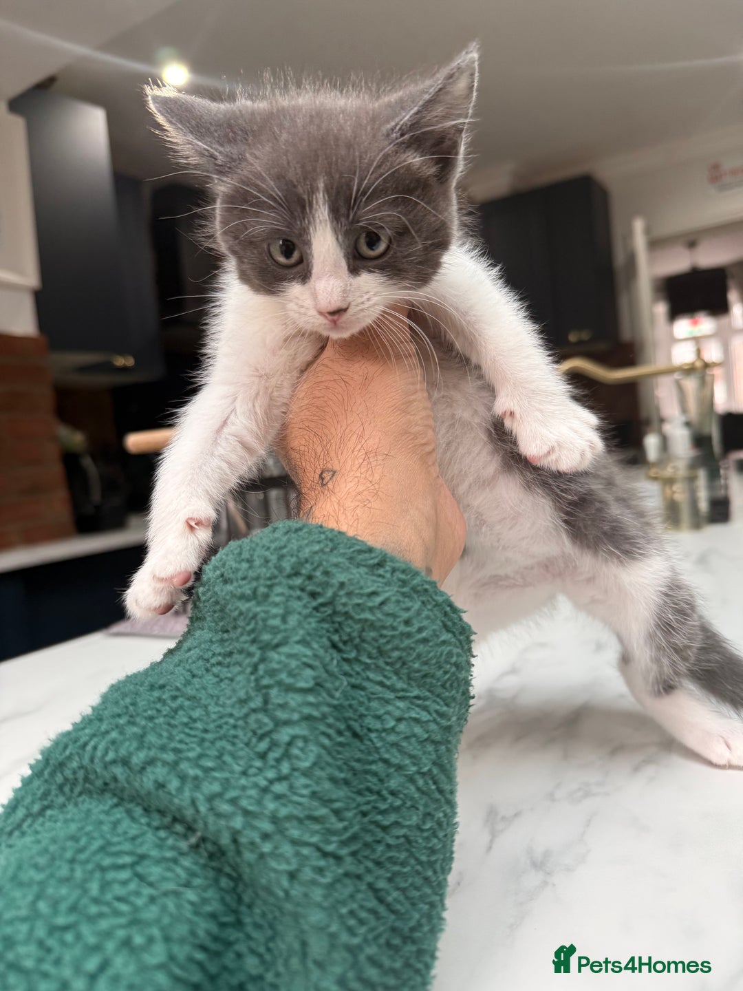 Ragdoll cats for sale: Ragdoll x for sale  - Advert 4