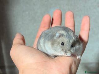 Hamster rodents OLDER STUNNING TAME PEDIGREE HAMSTERS - Advert 6