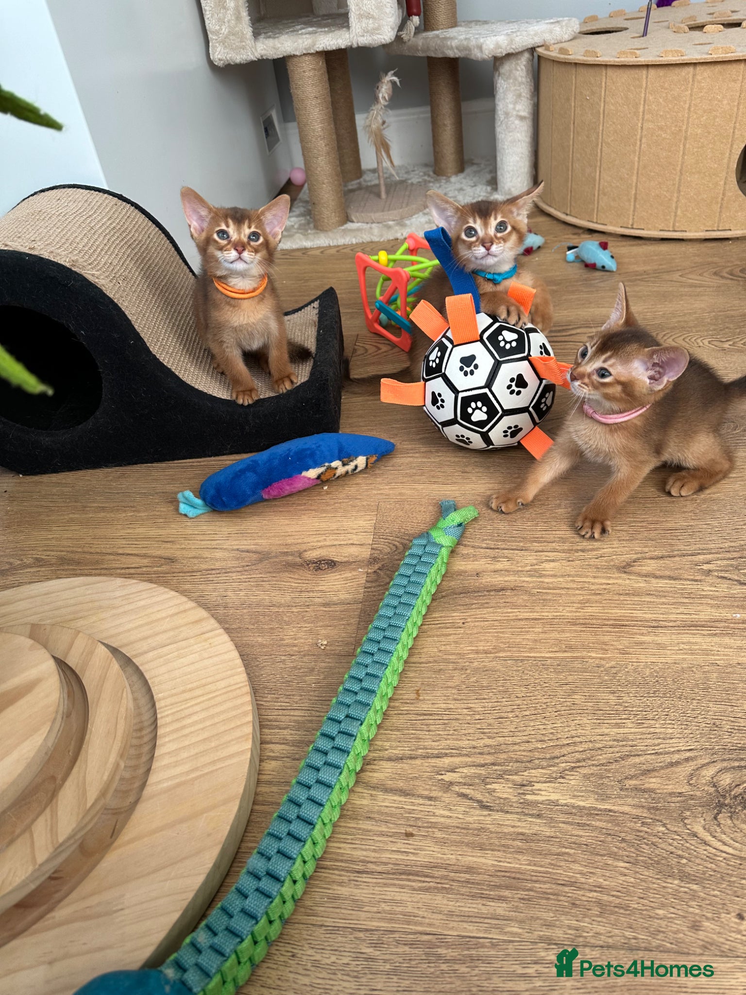 Abyssinian cats Abyssinian kittens  - Advert 16