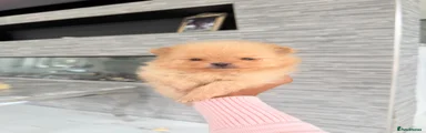 Lewis
