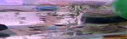 Frog reptiles for sale: Amazon Milk frog Tadpoles in Kidderminster - Advert 3