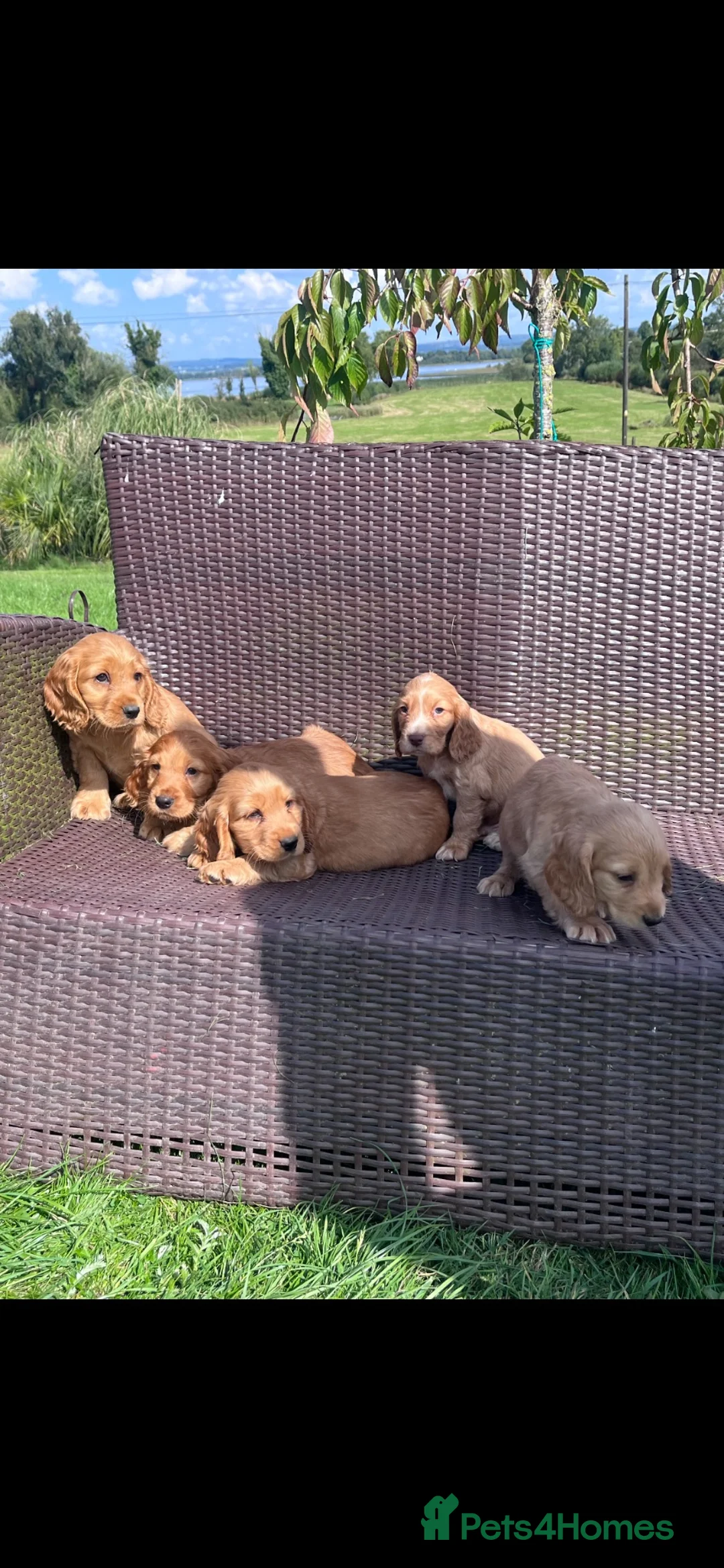 Cocker Spaniel dogs for sale: Cocker spaniel pups  in Enniskillen - Advert 2