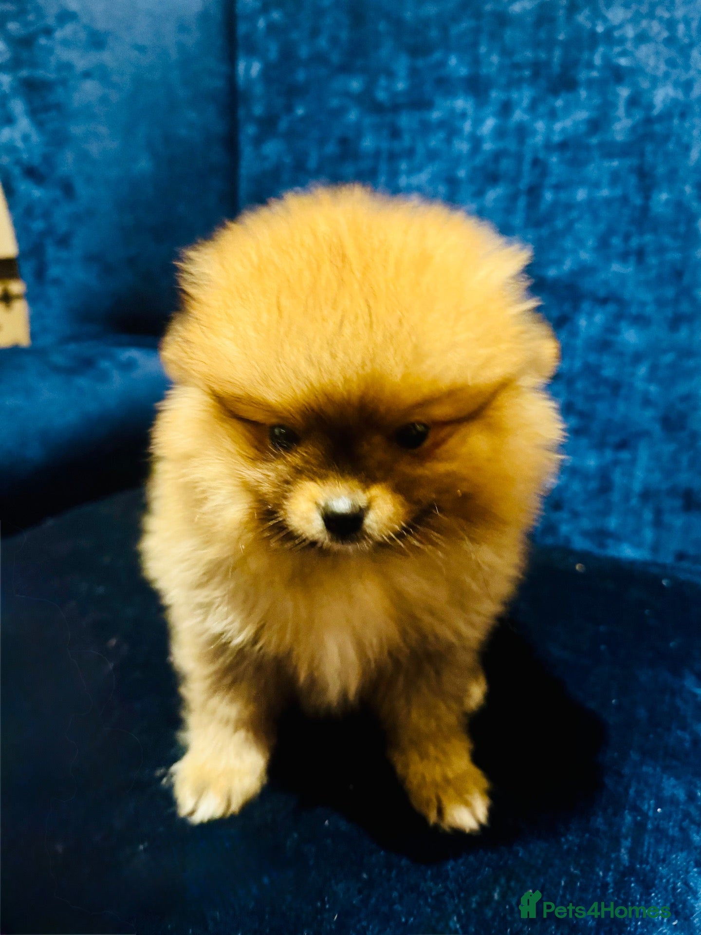 Pomeranian dogs Cream shaded Pomeranian pups - Advert 2