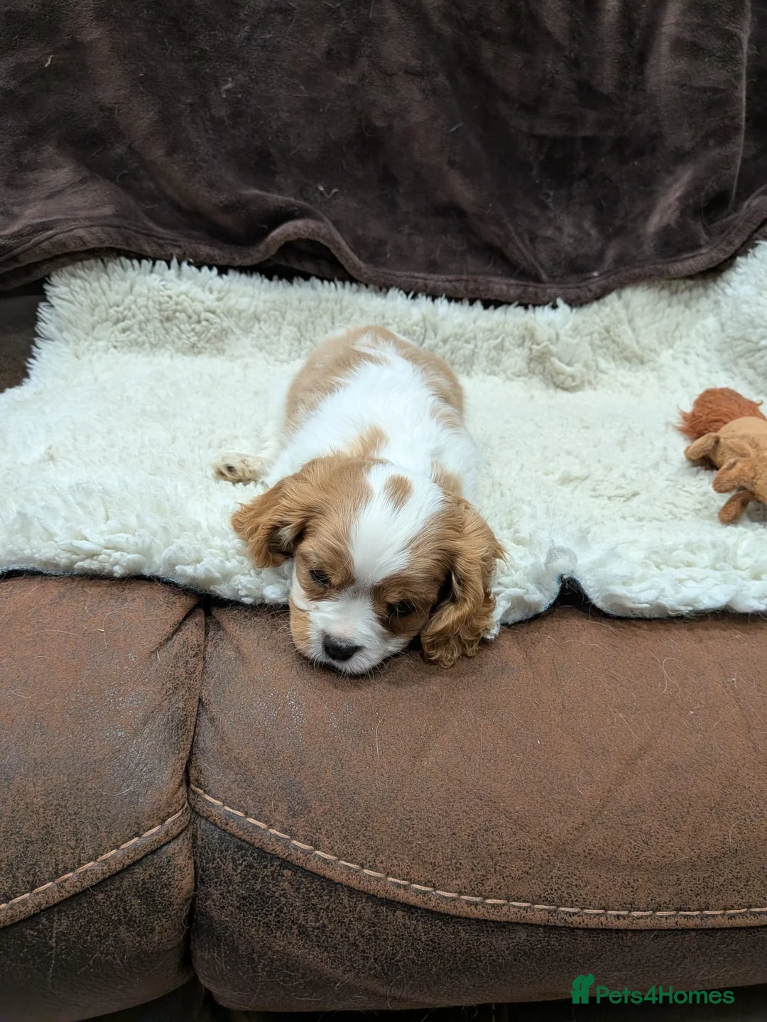 Cavalier King Charles Spaniel dogs for sale: STUNNING K.C. REG , SHOW QUALITY  - Advert 2