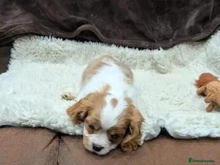 Cavalier King Charles Spaniel dogs STUNNING K.C. REG , SHOW QUALITY - Advert 4