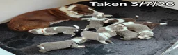 Border Collie dogs for sale: KC registered Border collie pups for sale - Advert 1