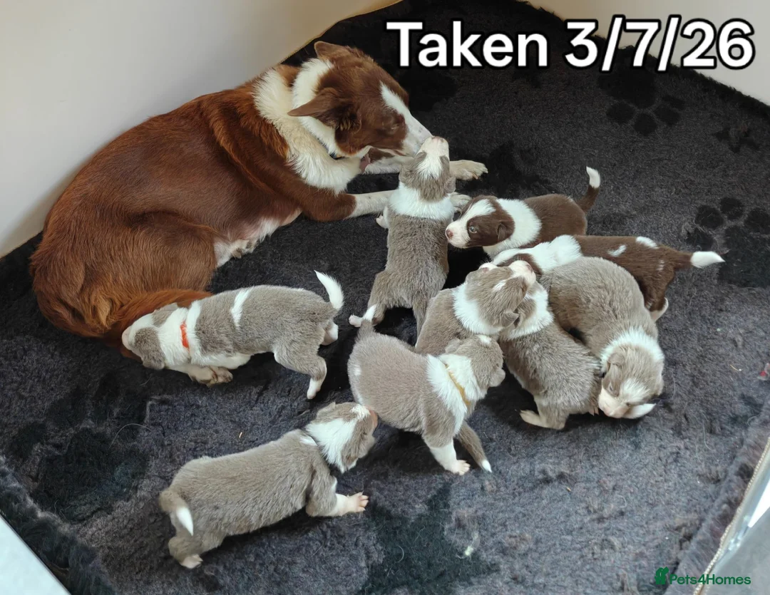 Border Collie dogs for sale: KC registered Border collie pups for sale - Advert 1