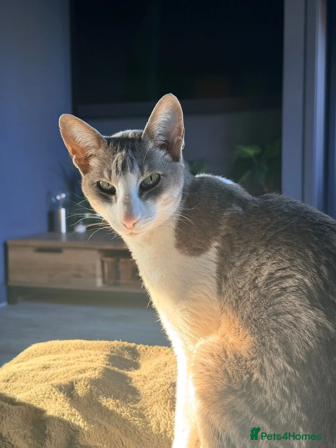 Mixed Breed cats for sale: Two gorgeous oriental/bengal cats  - Advert 2