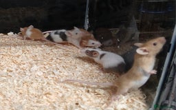 Mouse rodents for sale: Baby Coloured Fancy Mice  - Advert 9