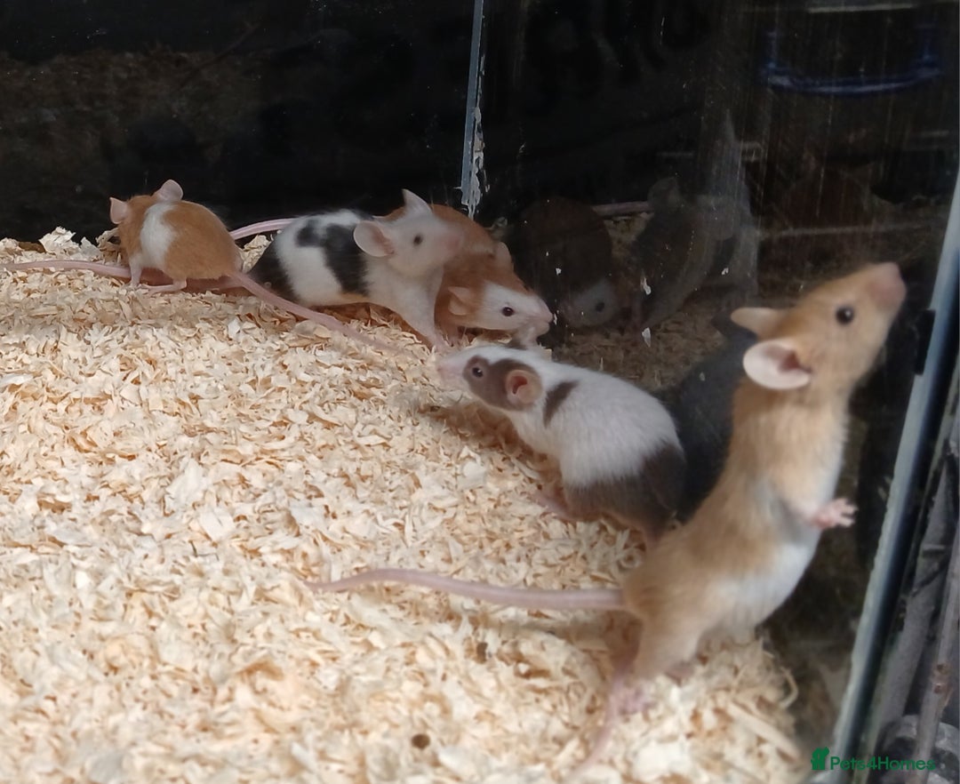 Mouse rodents for sale: Baby Coloured Fancy Mice  - Advert 9