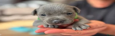 Staffordshire Bull Terrier Puppy 2