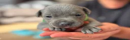 Staffordshire Bull Terrier dogs for sale: Most Friendly Staffy’s & Great Personality  in Aylesbury - Advert 3