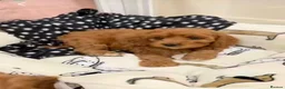 Cavapoo dogs for sale: F1B CAVAPOO PUPPIES  in Preston - Advert 4