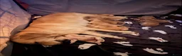 Golden Retriever dogs for sale: Golden Retriever Pups  in Doncaster - Advert 4