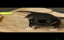 Chihuahua dogs for sale: Beautiful chihuahua female puppy - Image 5