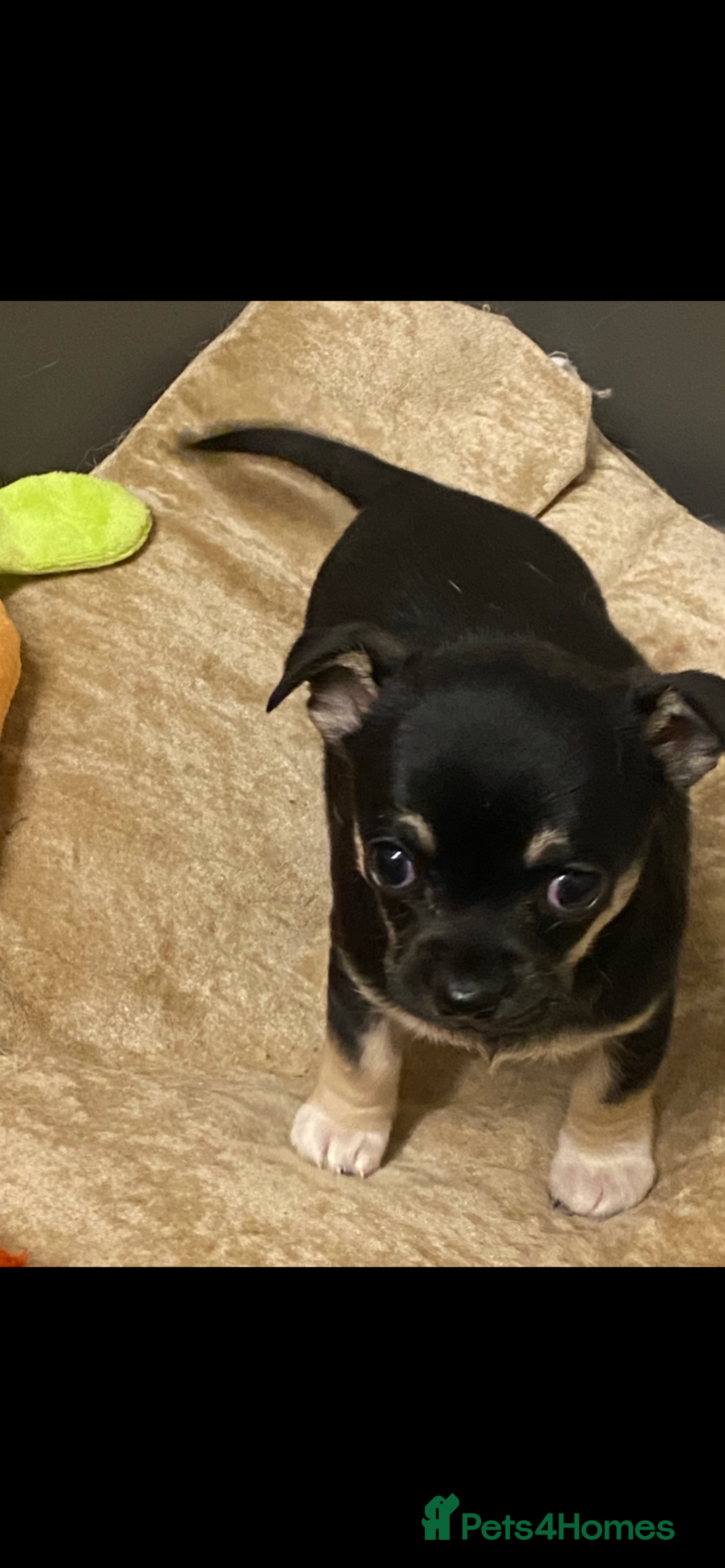 Chihuahua dogs for sale: Beautiful chihuahua female puppy - Image 5