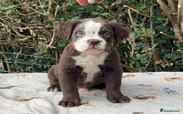 Olde English Bulldogge dogs for sale: MAMMUT OLDE ENGLISH BULLDOGS HEALTH TESTED  - Image 6
