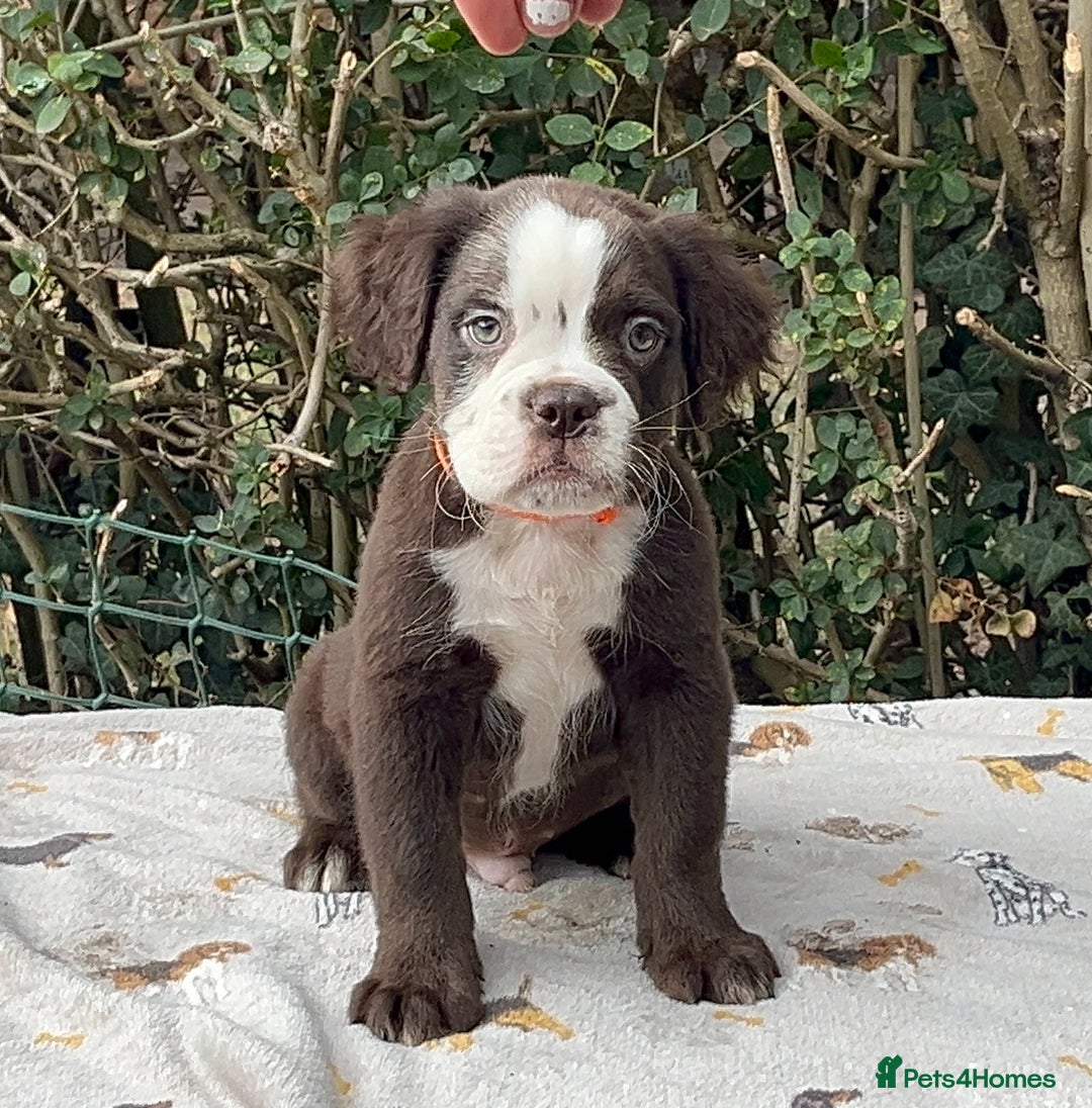 Olde English Bulldogge dogs for sale: MAMMUT OLDE ENGLISH BULLDOGS HEALTH TESTED  - Image 6
