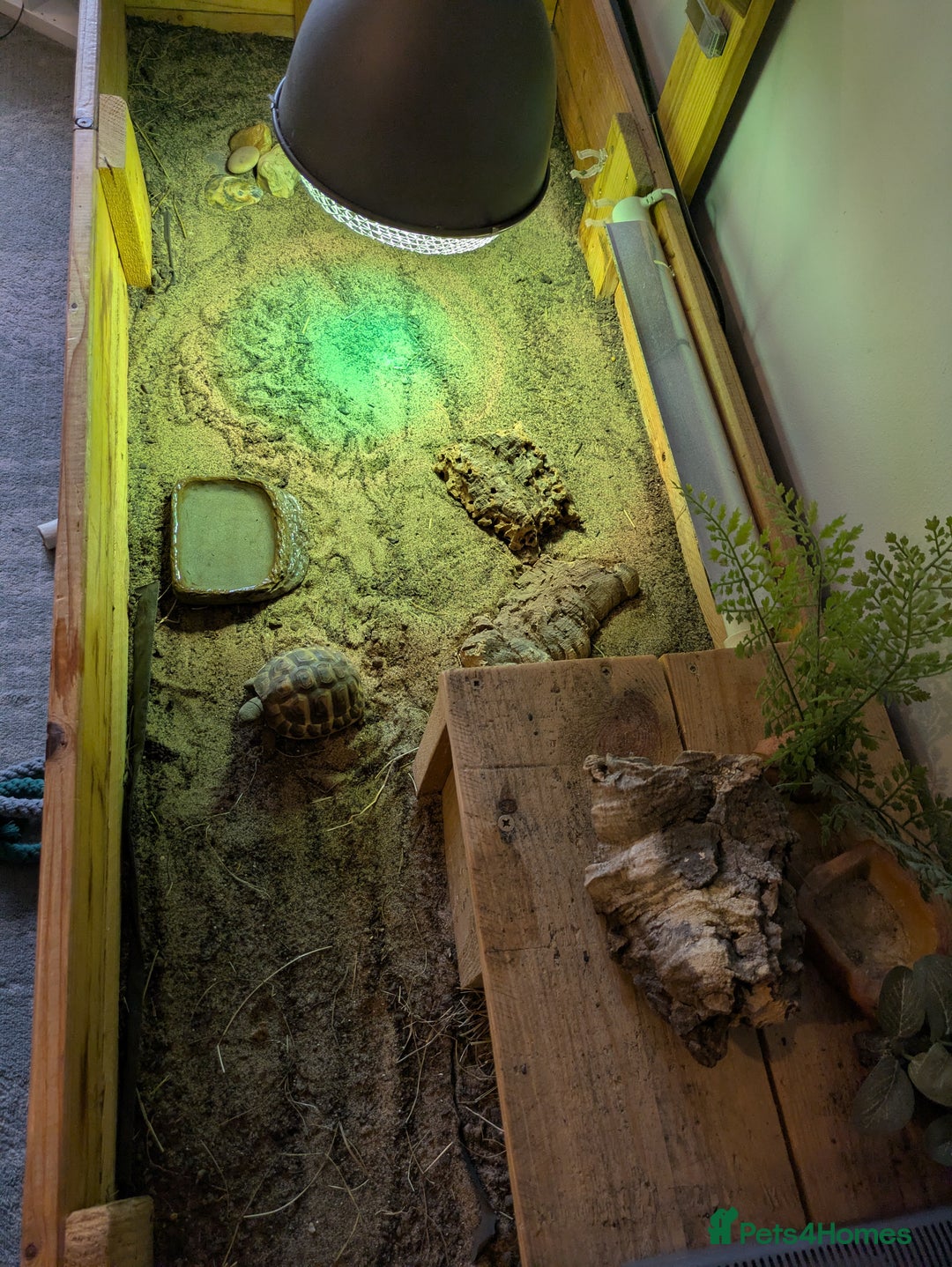 Tortoise reptiles for sale: Horsefield tortoise complete with everything - Advert 7