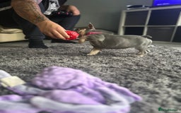 French Bulldog dogs for sale: *READY TO LEAVE* stunning lilac/tan girl frenchie - Image 30