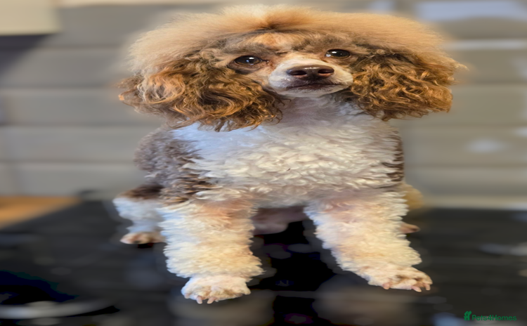 Toy Poodle dogs - Advert 1