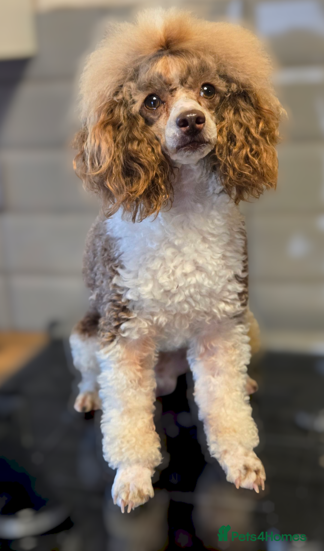 Toy Poodle dogs for sale: Adult Male KC Reg Toy Poodle - Image 1