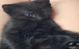 Domestic Shorthair cats for sale: Beautiful tortoise shell kittens - Image 11