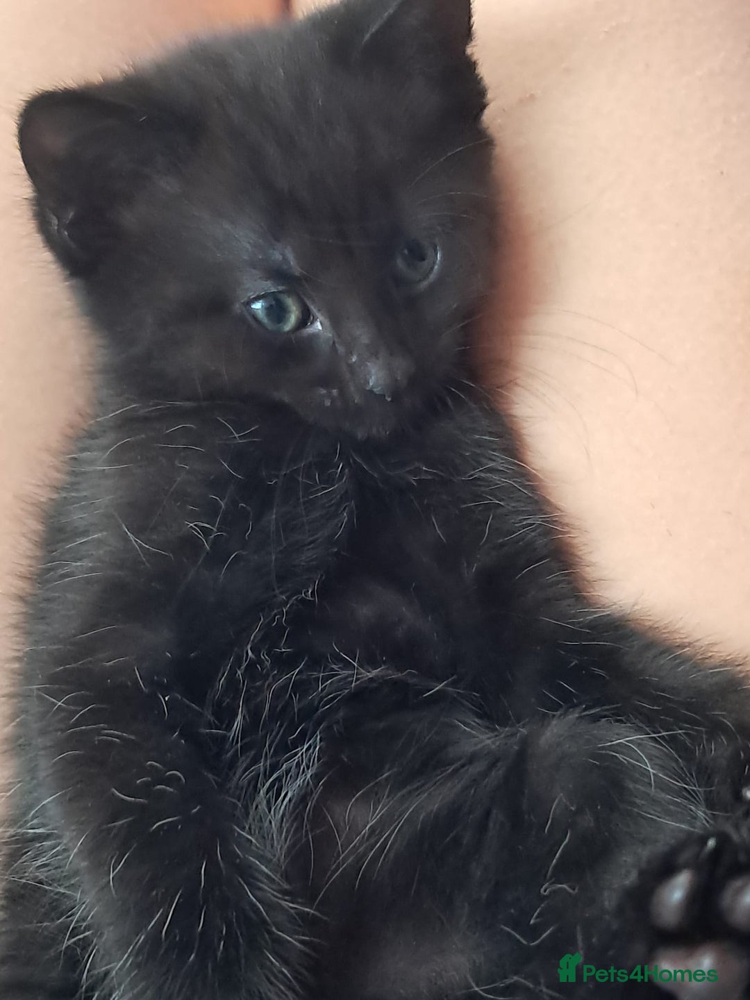 Domestic Shorthair cats for sale: Beautiful tortoise shell kittens - Image 11