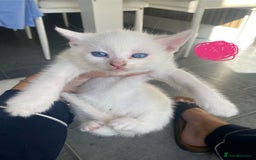 Domestic Shorthair cats for sale: 2 blue eyed Girls  - Image 1