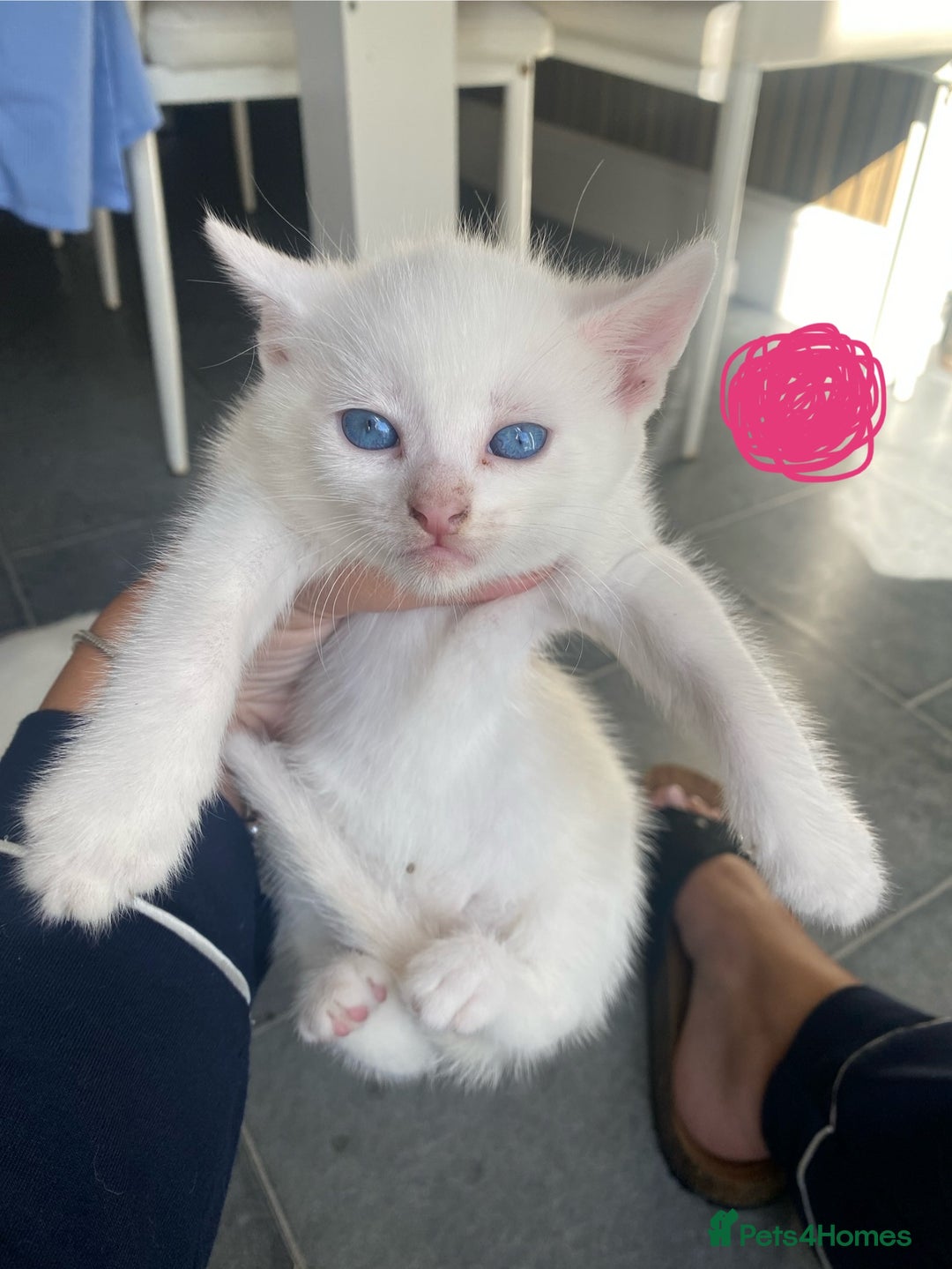 Domestic Shorthair cats for sale: 2 blue eyed Girls  - Image 1