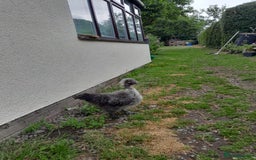 Chickens poultry for sale: Showgirl and silkie chicks/chickens - Image 5