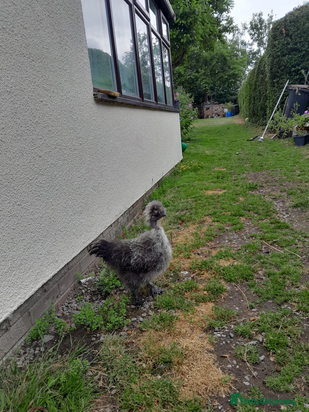 Chickens poultry for sale: Showgirl and silkie chicks/chickens - Image 5