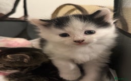 Mixed Breed cats for sale: Litter of kittens  - Image 8