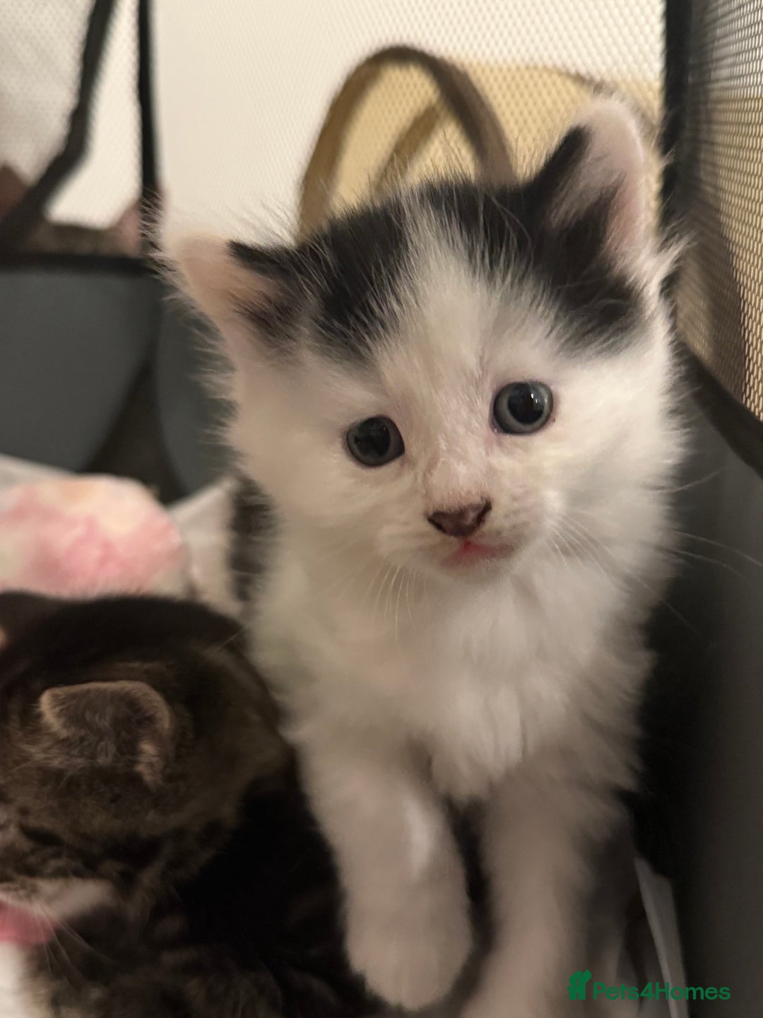 Mixed Breed cats for sale: Litter of kittens  - Image 8