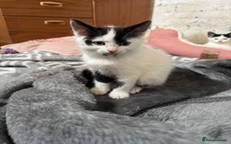 Domestic Shorthair cats for sale: Adorable Kittens Looking for a Loving Home, 🏡 - Image 6