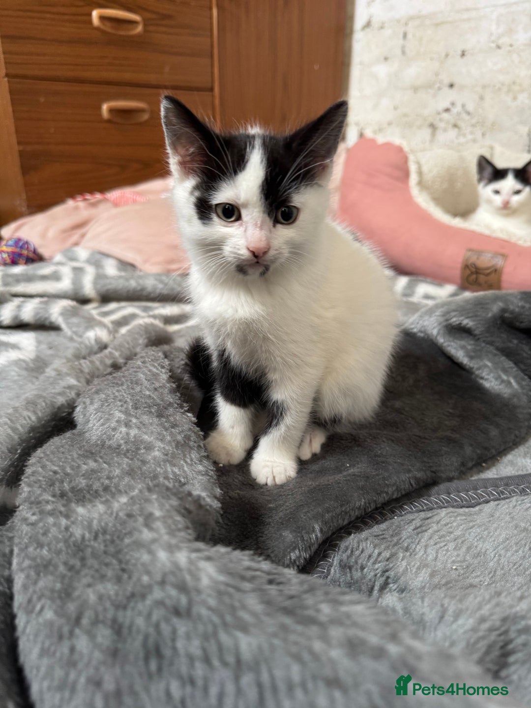Domestic Shorthair cats for sale: Adorable Kittens Looking for a Loving Home, 🏡 - Image 6