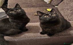 Mixed Breed cats for sale: 2 gorgeous black long haired girls - Image 1