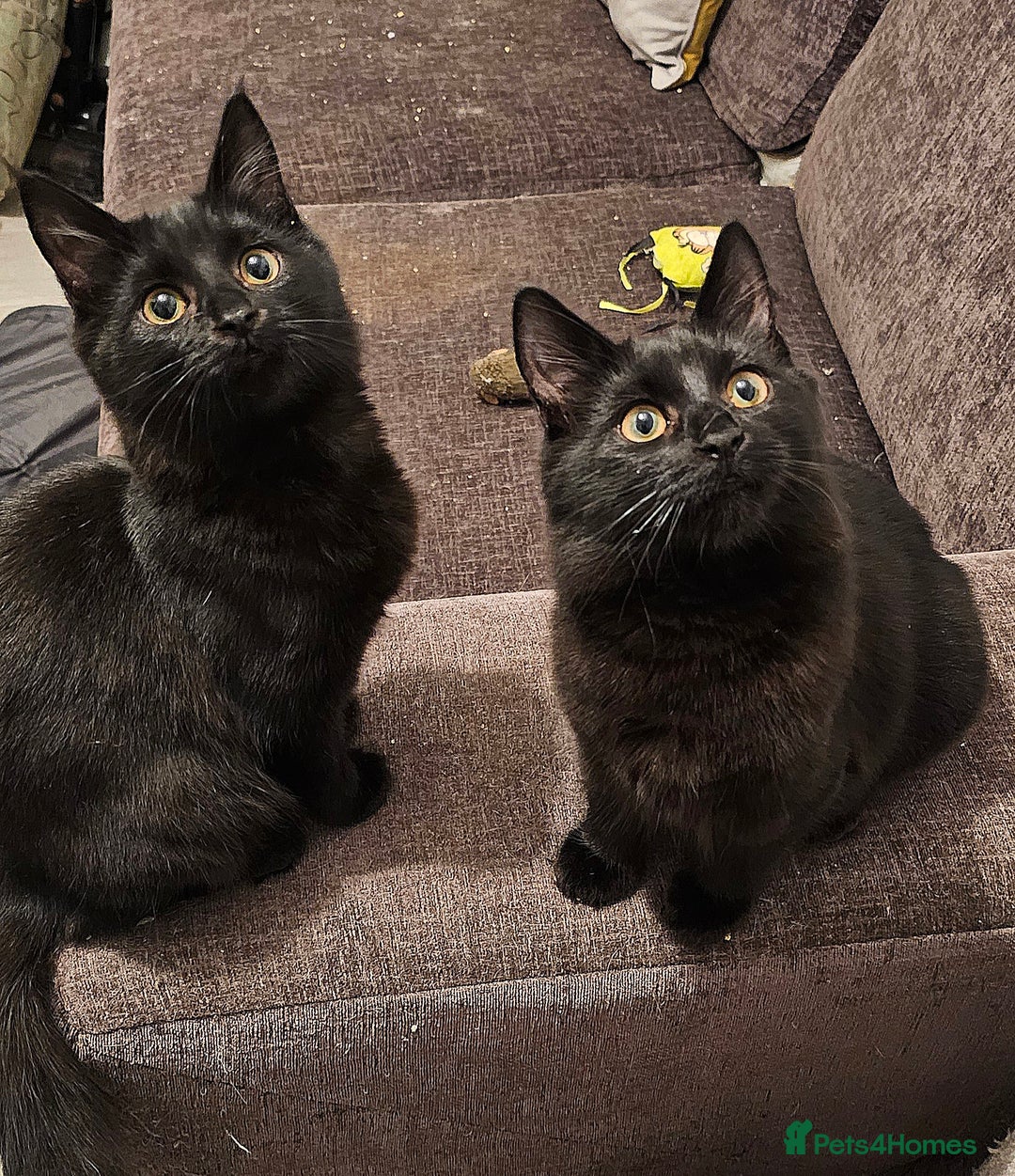 Mixed Breed cats for sale: 2 gorgeous black long haired girls - Image 1