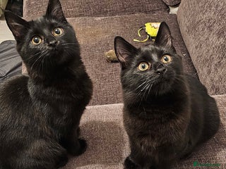 Mixed Breed cats for sale - Advert 1