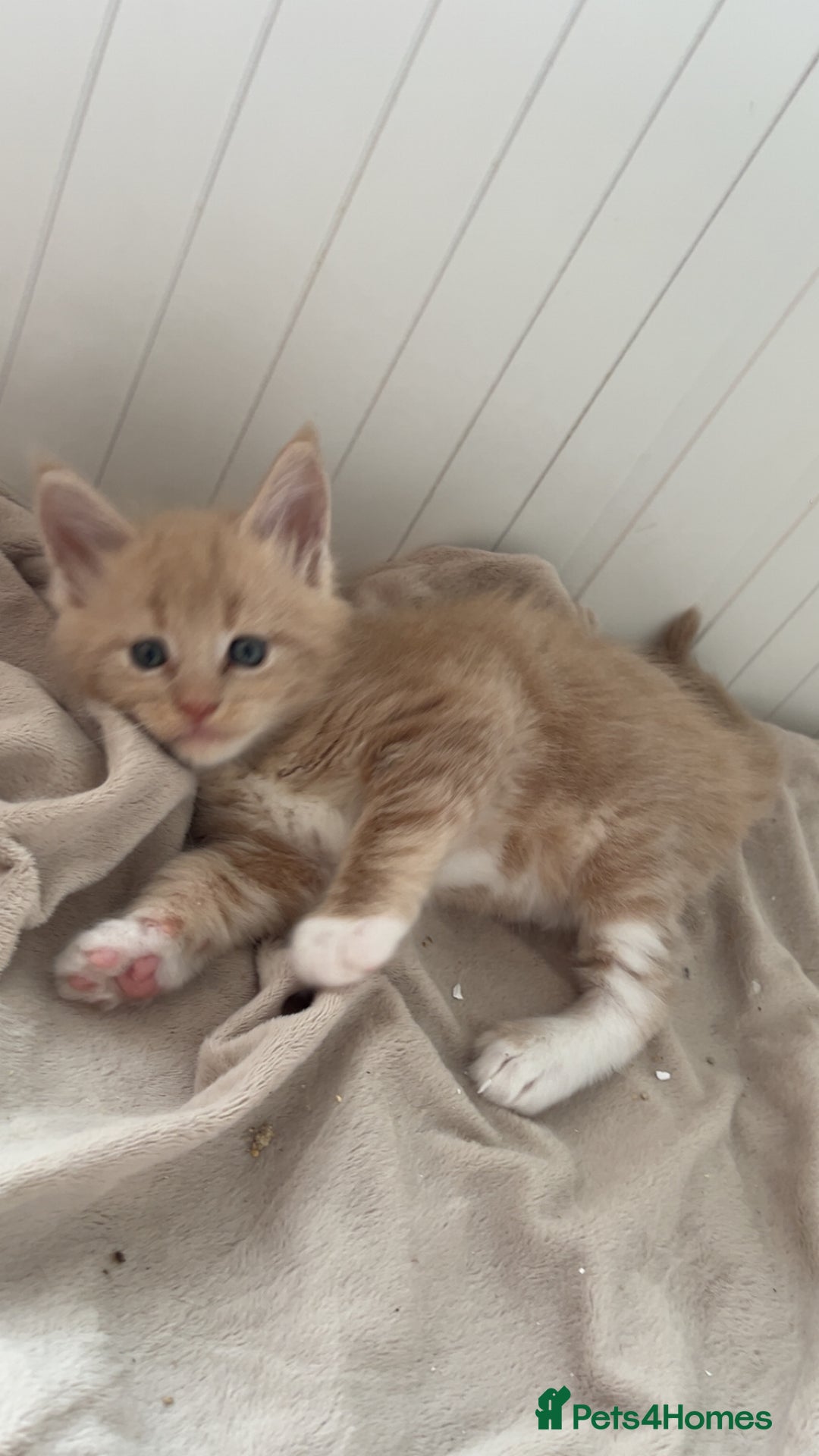 Maine Coon cats for sale: Tica Registered Maine coon kittens (one poly)  - Image 6