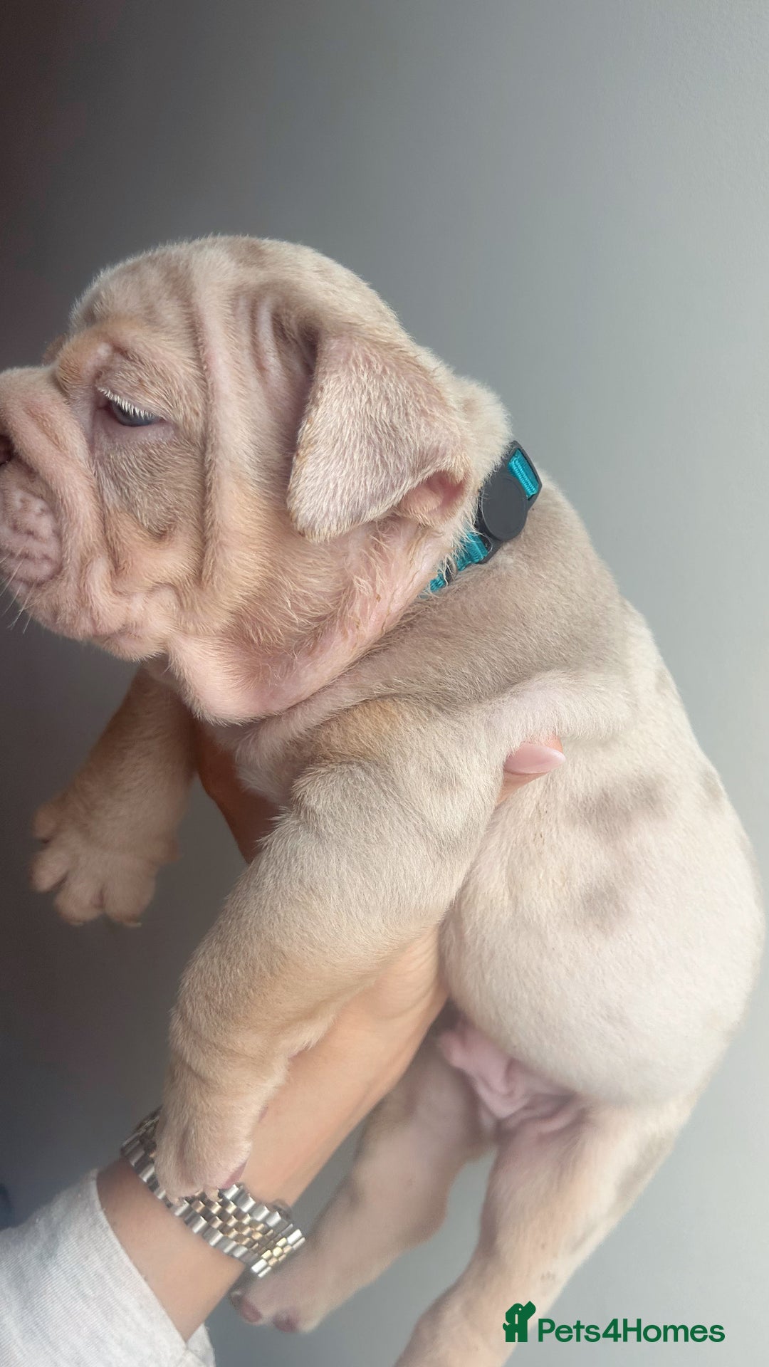 English Bulldog dogs for sale: English Bulldog Puppies  - Image 10