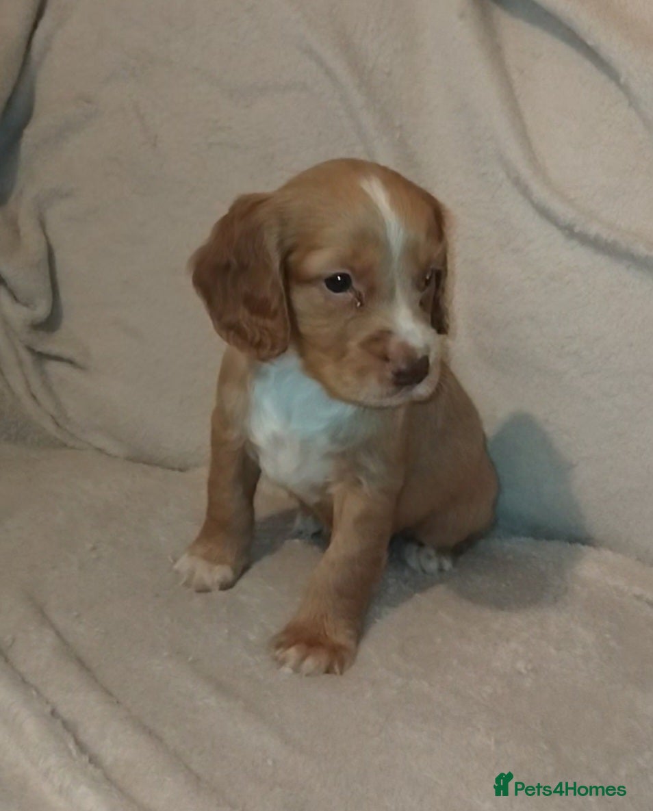 Cocker Spaniel dogs Cocker spaniel puppies  - Advert 9