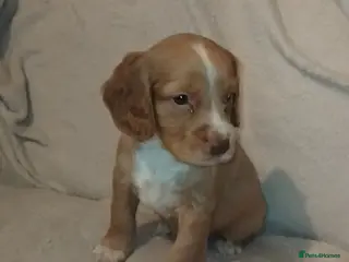 Cocker Spaniel dogs Cocker spaniel puppies - Advert 4