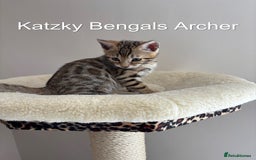 Bengal cats for sale: 😻Tica Best Bengal UK sired Kittens 🏆 🐾 🐱  - Image 8
