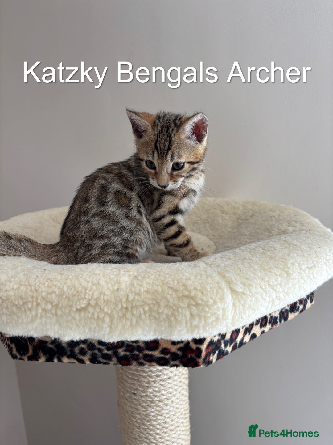 Bengal cats for sale: 😻Tica Best Bengal UK sired Kittens 🏆 🐾 🐱  - Image 8