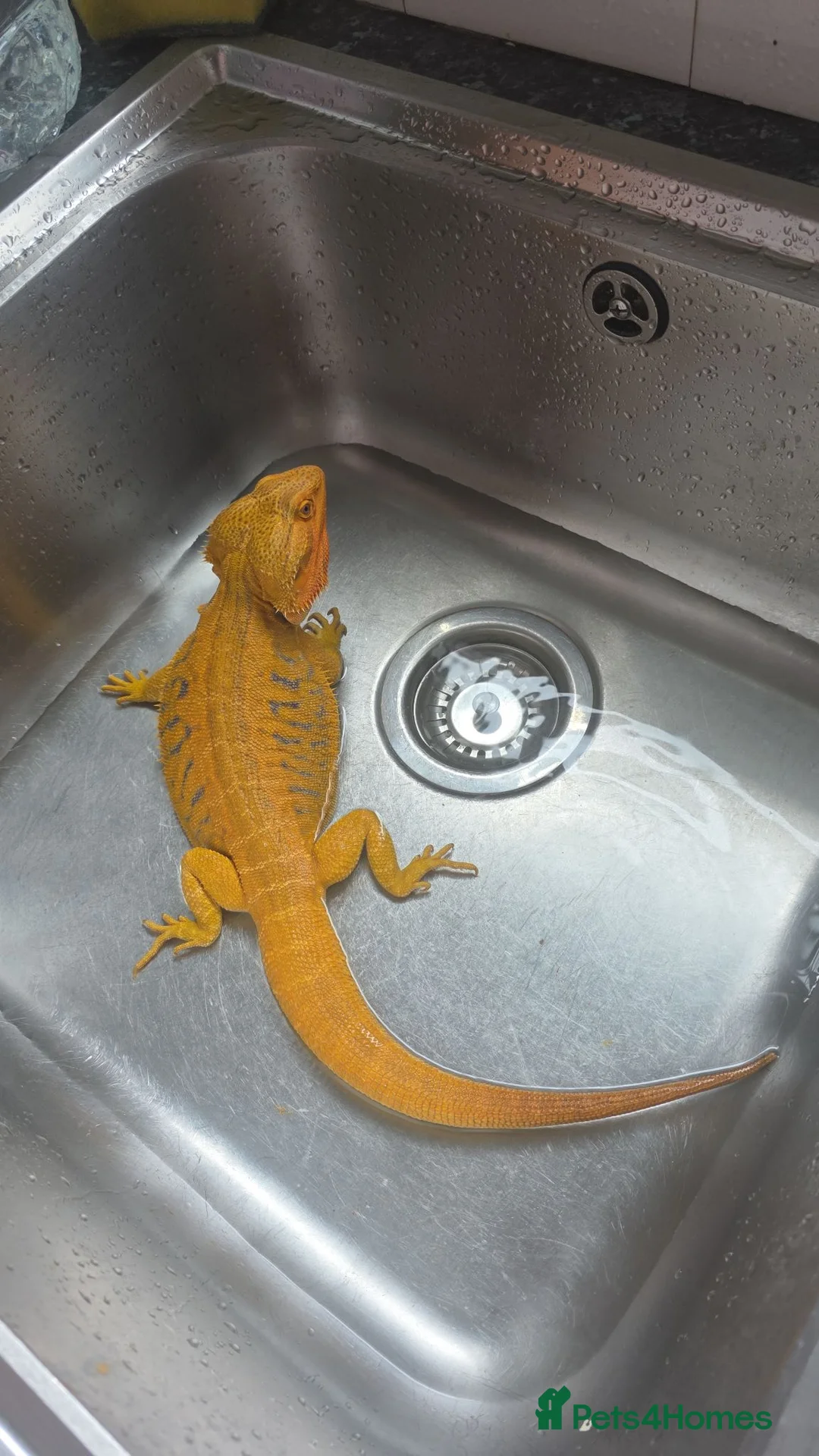 Bearded Dragon reptiles for sale: Full set up bearded dragon  in Abertillery - Advert 3