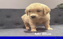 Golden Retriever dogs for sale: Golden Retriever Puppies! 💛🐶 - Image 14