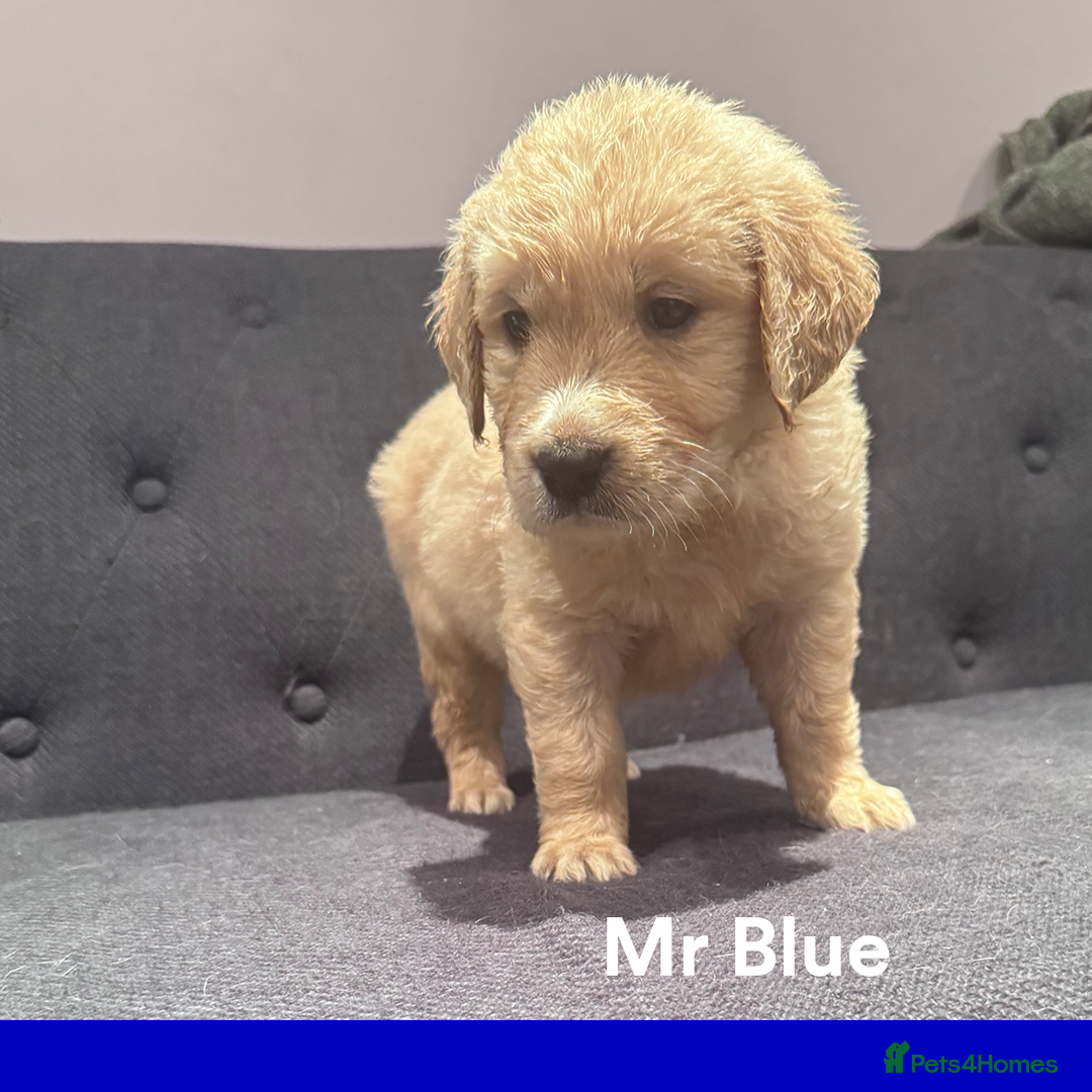 Golden Retriever dogs for sale: Golden Retriever Puppies! 💛🐶 - Image 14